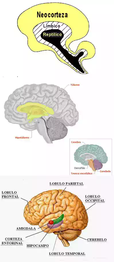 estructuras cerebrales