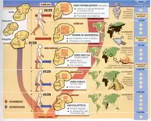 Evolucion humana